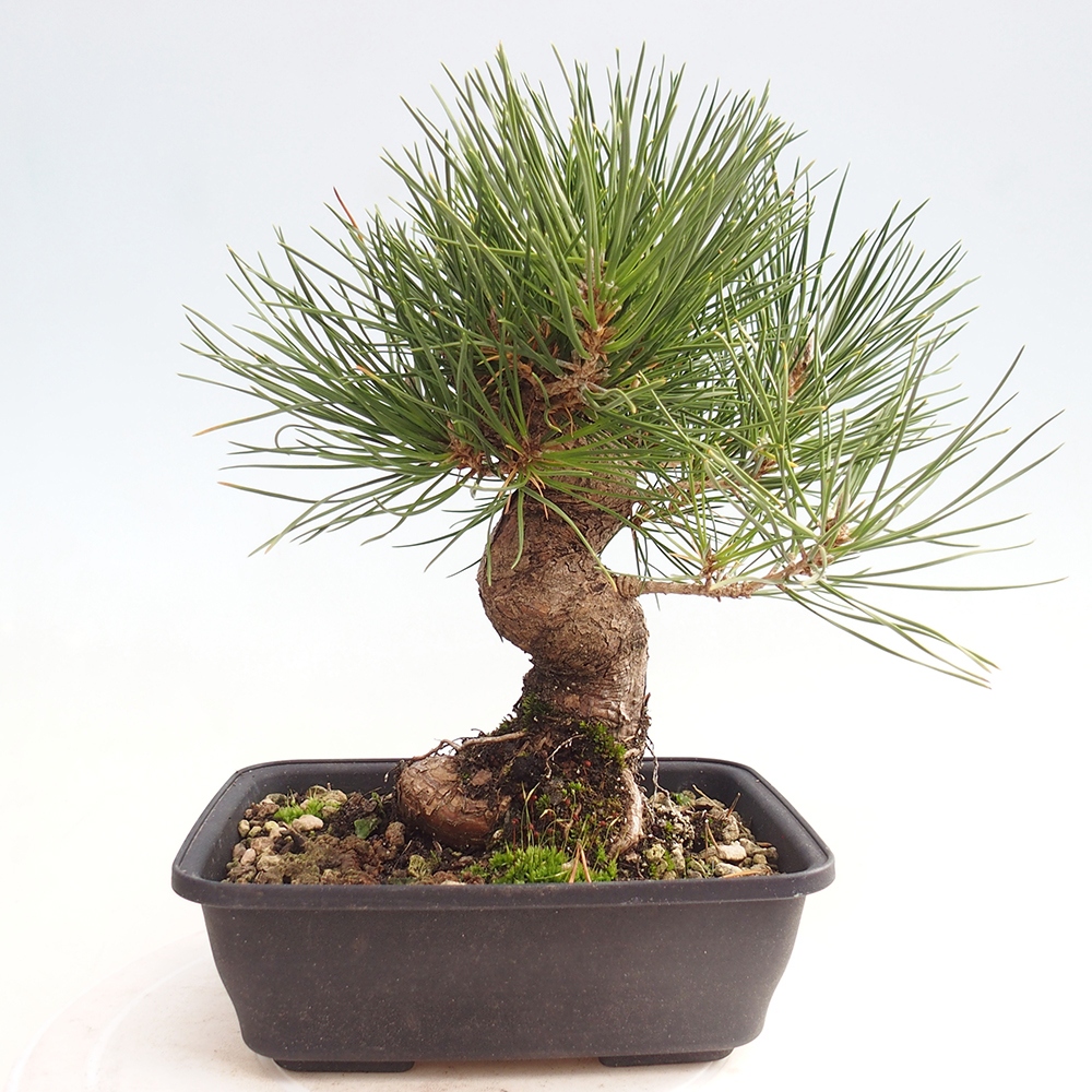 Bonsai da esterno - Pinus thunbergii - Pino di Thunberg