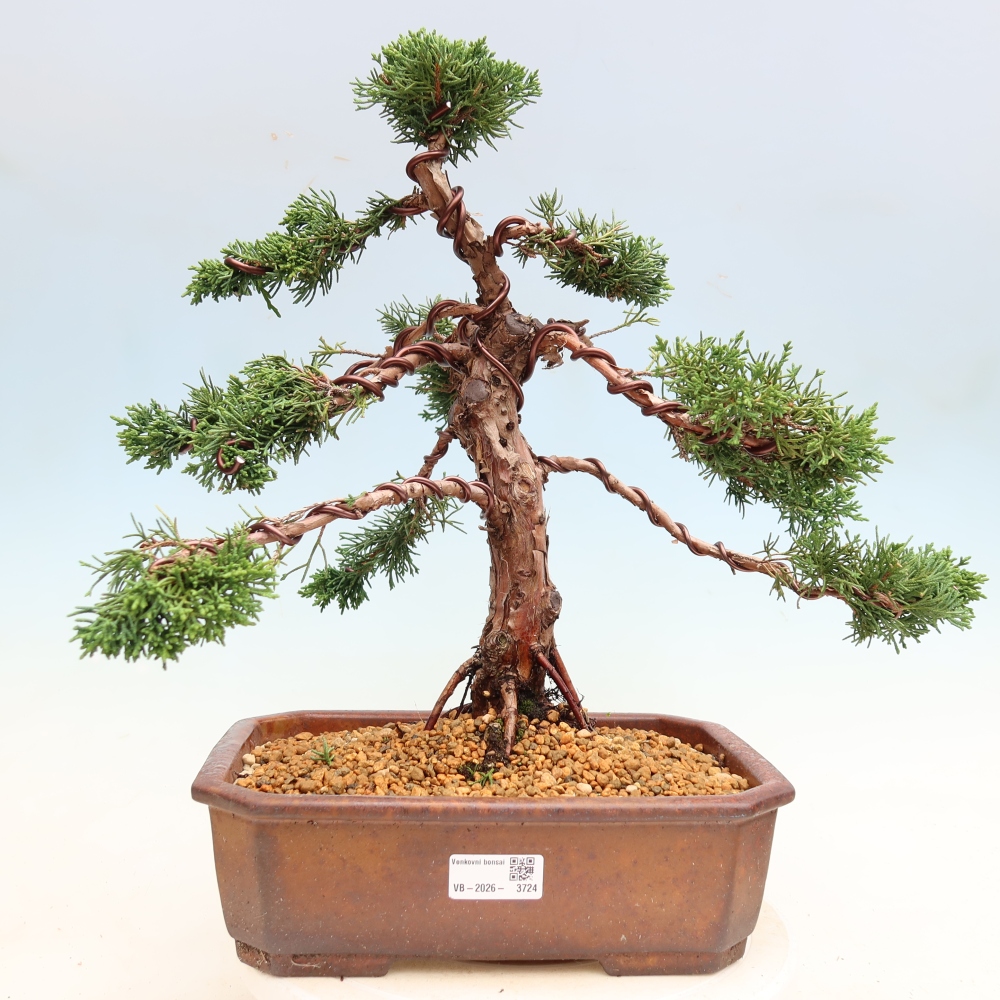 Bonsai da esterno - Juniperus chinensis Kishu