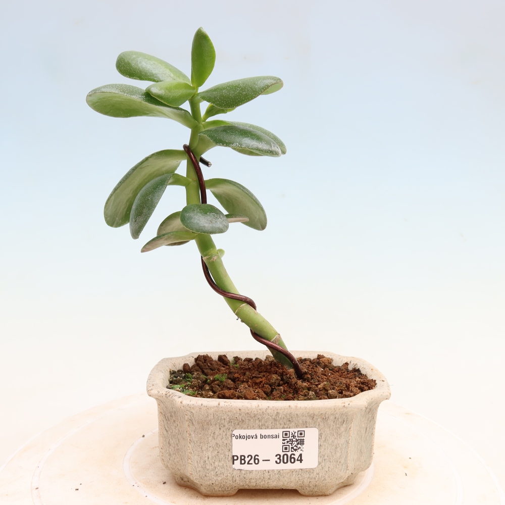 Bonsai da interno - Crassula ovata