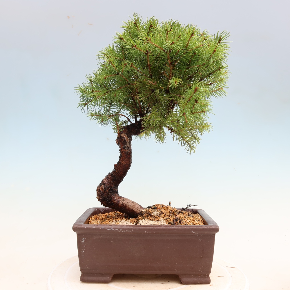 Bonsai da esterno - Abete grigio - Picea glauca globe