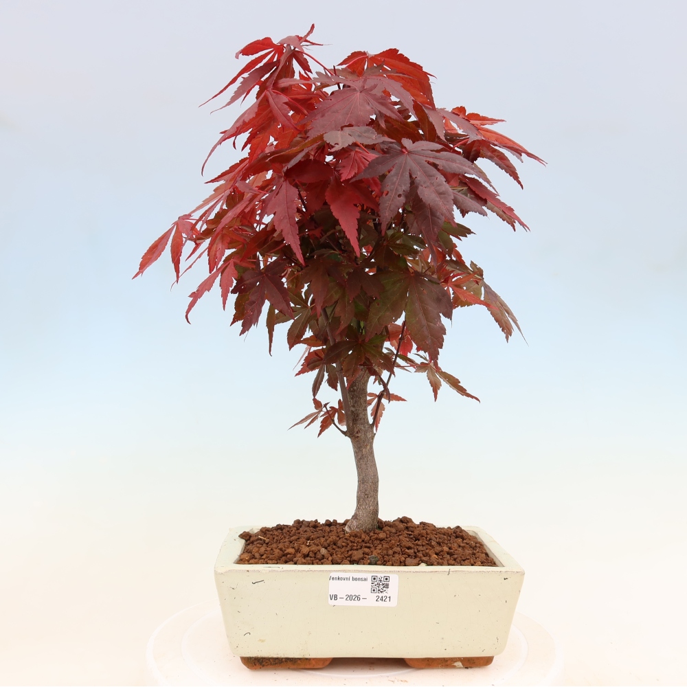 Bonsai da esterno - Palma Acer. Atropurpureum-Javor palmate