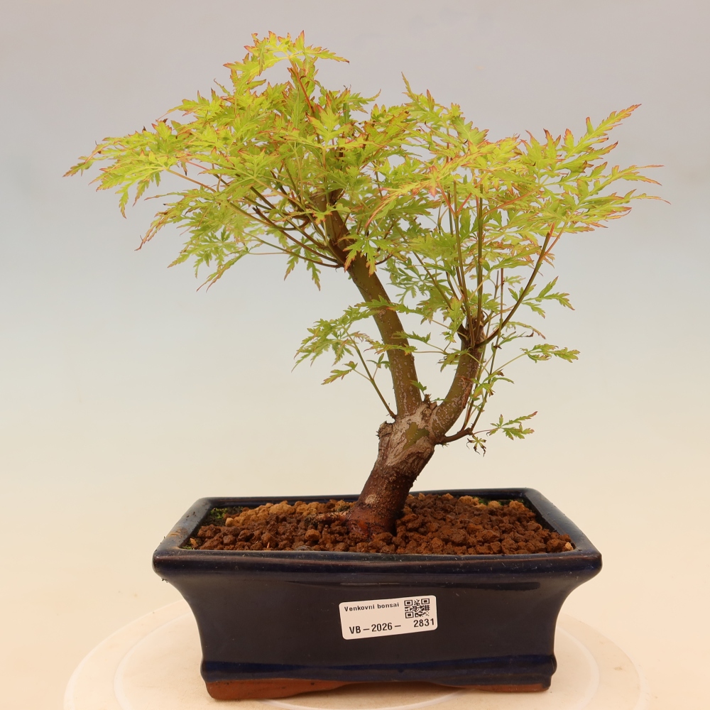 Bonsai da esterno - Acer palmatum Dissectum