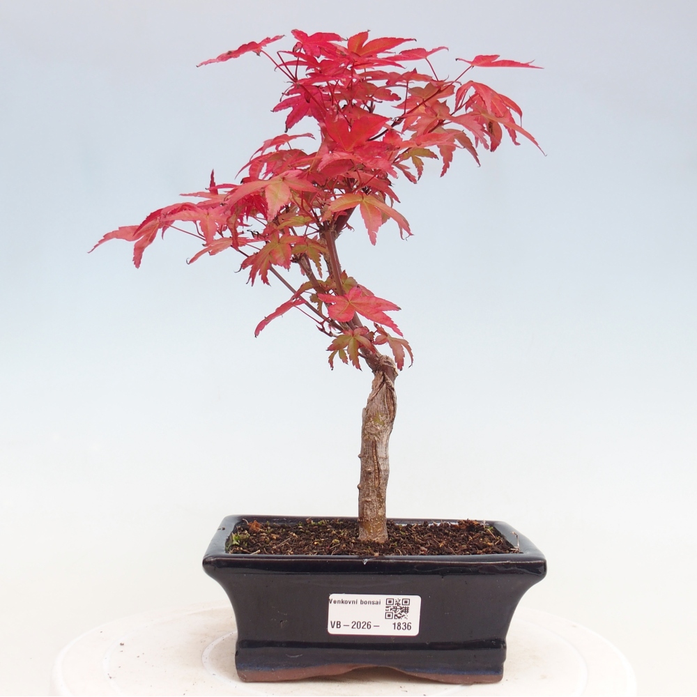 Bonsai da esterno - Acer palmatum DESHOJO