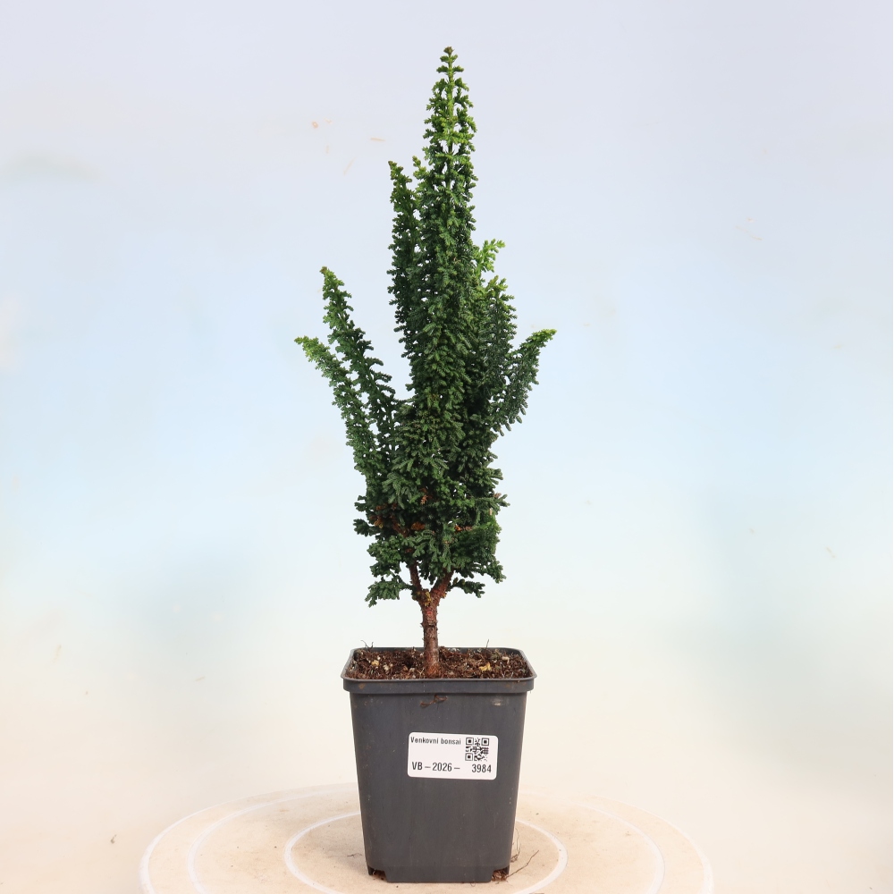 Bonsai da esterno - Cham. obtusa SEKKA HINOKI - Cipresso
