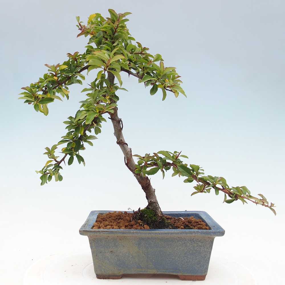 Bonsai da esterno-Pyracantha Teton -Hlox