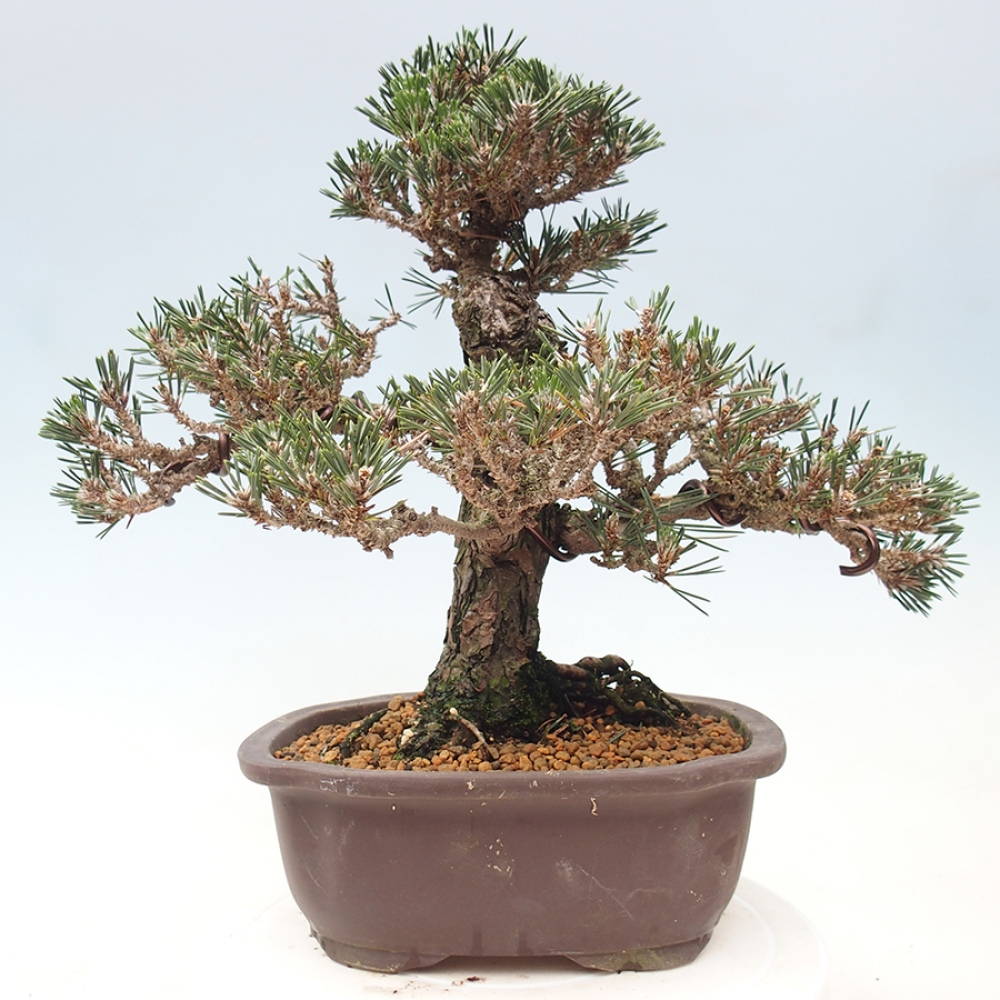 Bonsai da esterno - Pinus thunbergii Kotobuki - Pino di Thunberg