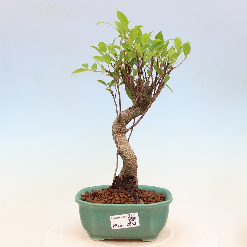 Camera bonsai - Ficus kimmen - ficus a foglie piccole