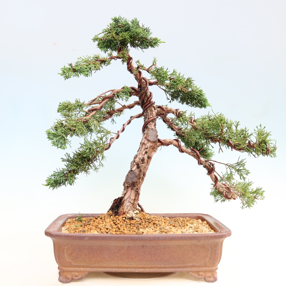 Bonsai da esterno - Juniperus chinensis Kishu