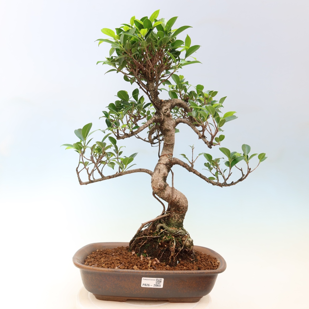 Camera bonsai - Ficus kimmen - ficus a foglie piccole