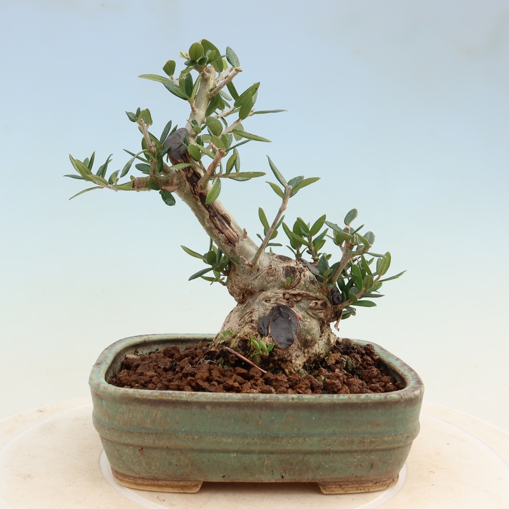 Bonsai da interno - Olea europaea sylvestris