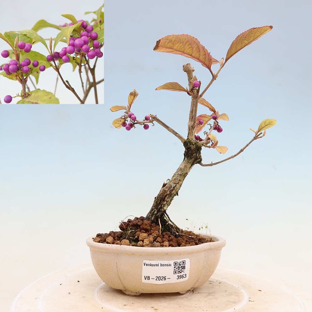 Bonsai da esterno - Callicarpa bodinierova profusione
