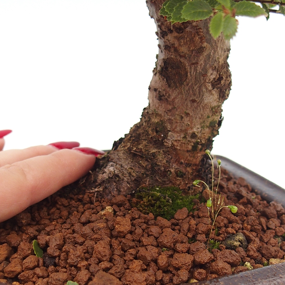 Bonsai da esterno - Ulmus parvifolia Hokkaido - Olmo cinese