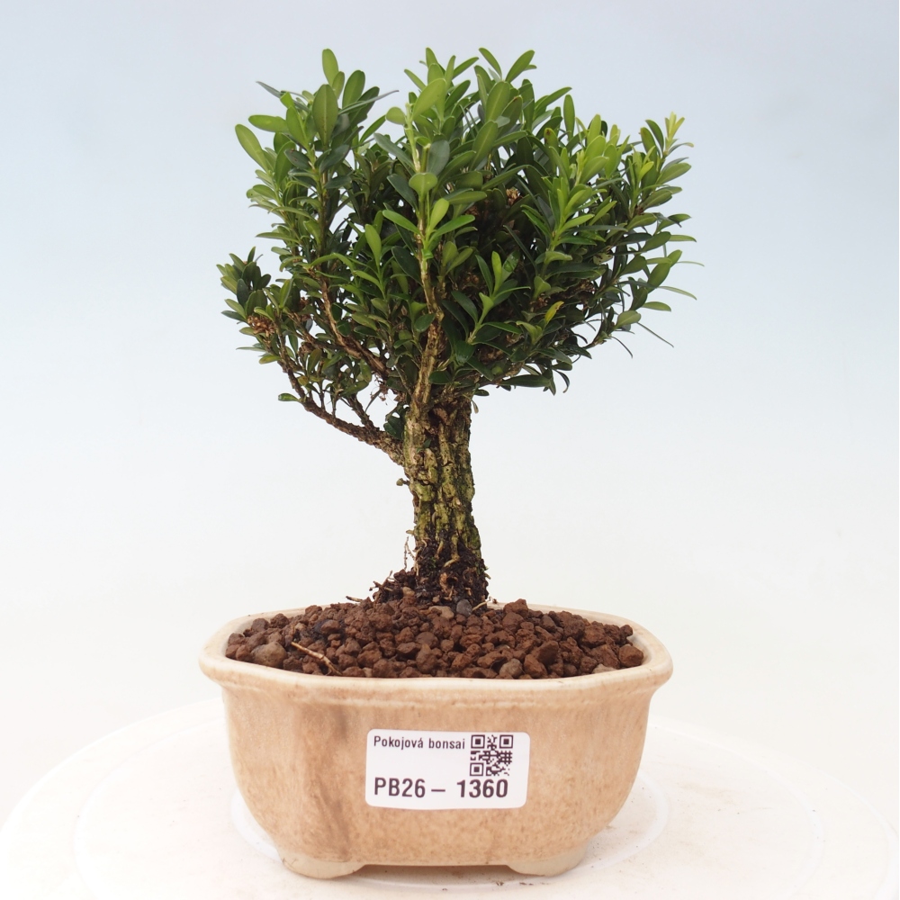 Camera bonsai - Buxus harlandii - buxus da sughero