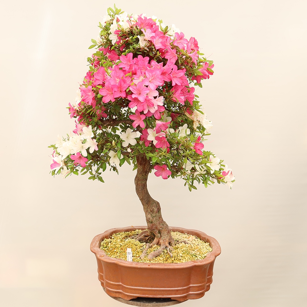Bonsai da esterno - Azalea giapponese - Azalea Sayaka