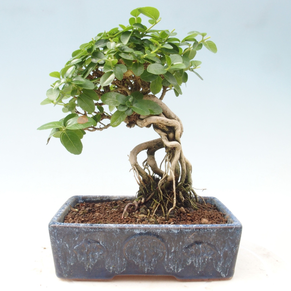 Bonsai da interno - Premna serratifolia - Kozlovna malolista