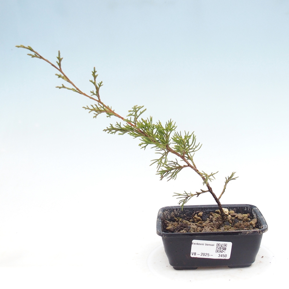 Bonsai da esterno - Juniperus chinensis Itoigawa