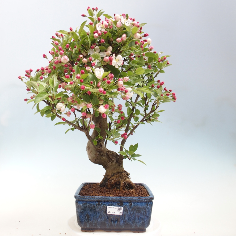 Bonsai da esterno -Malus halliana - Melo a frutto piccolo