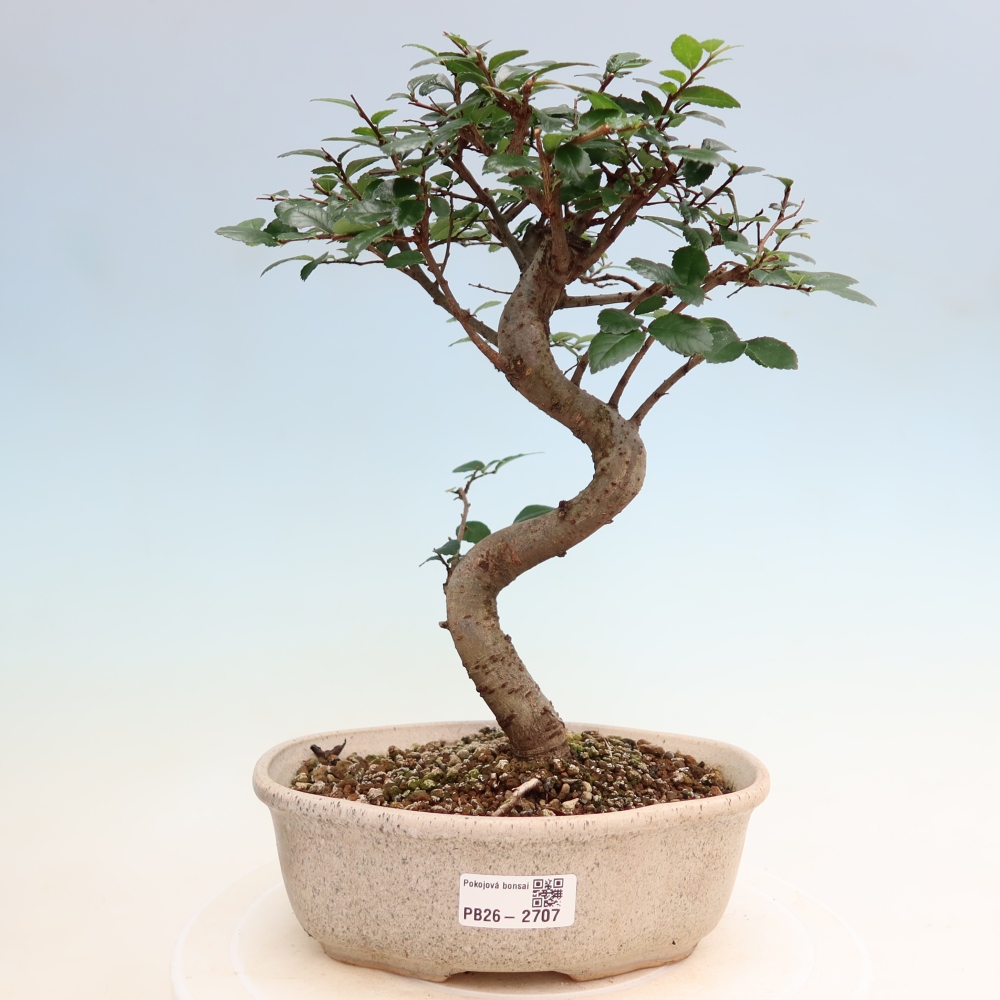 Camera bonsai - Ulmus parvifolia - Olmo a foglie piccole