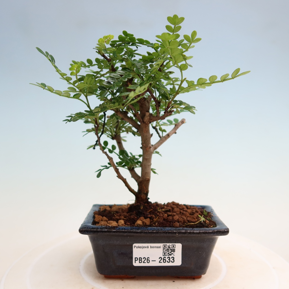Camera bonsai - Zantoxylum piperitum - albero del pepe