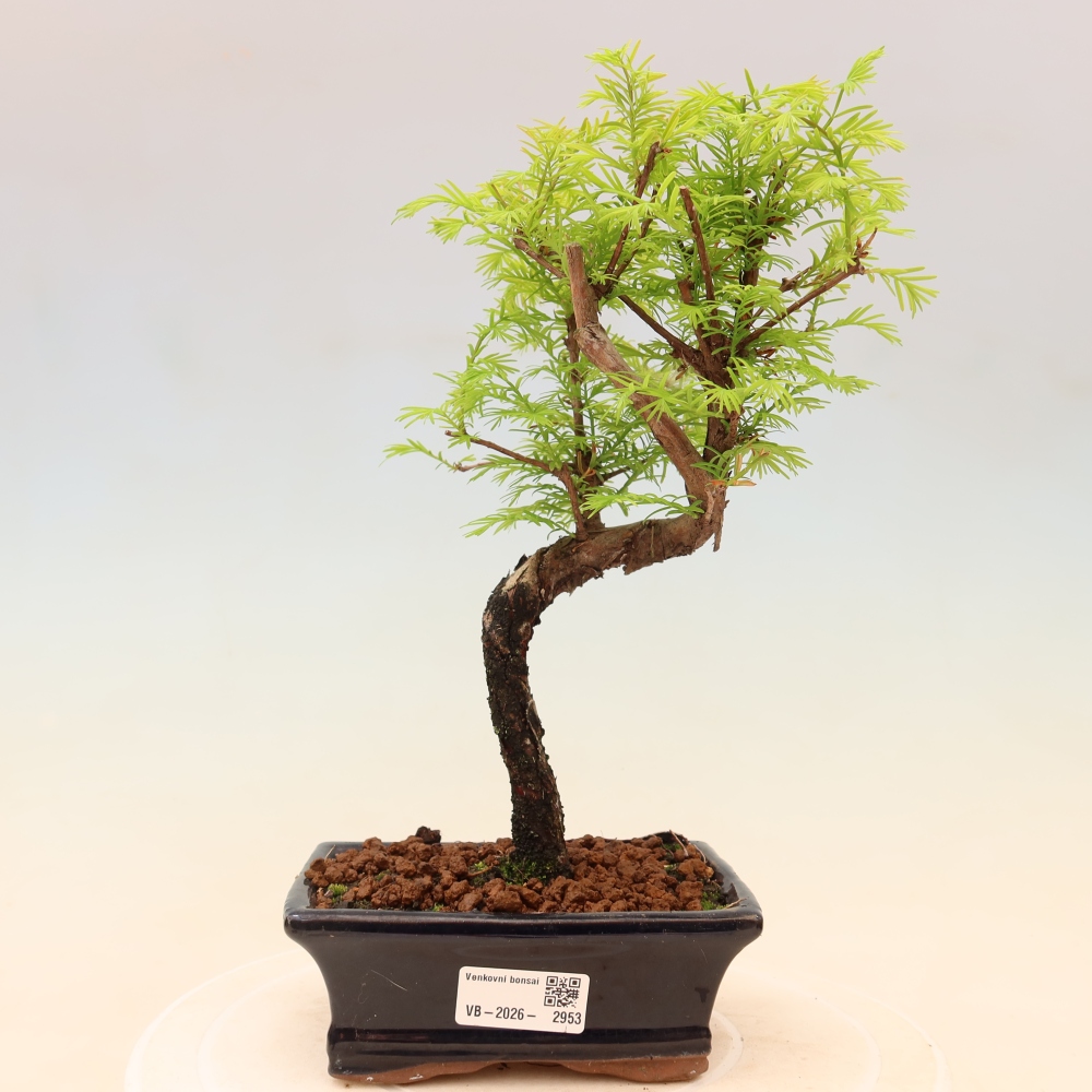 Bonsai da esterno - Metasequoia glyptostroboides - Metasequoia cinese