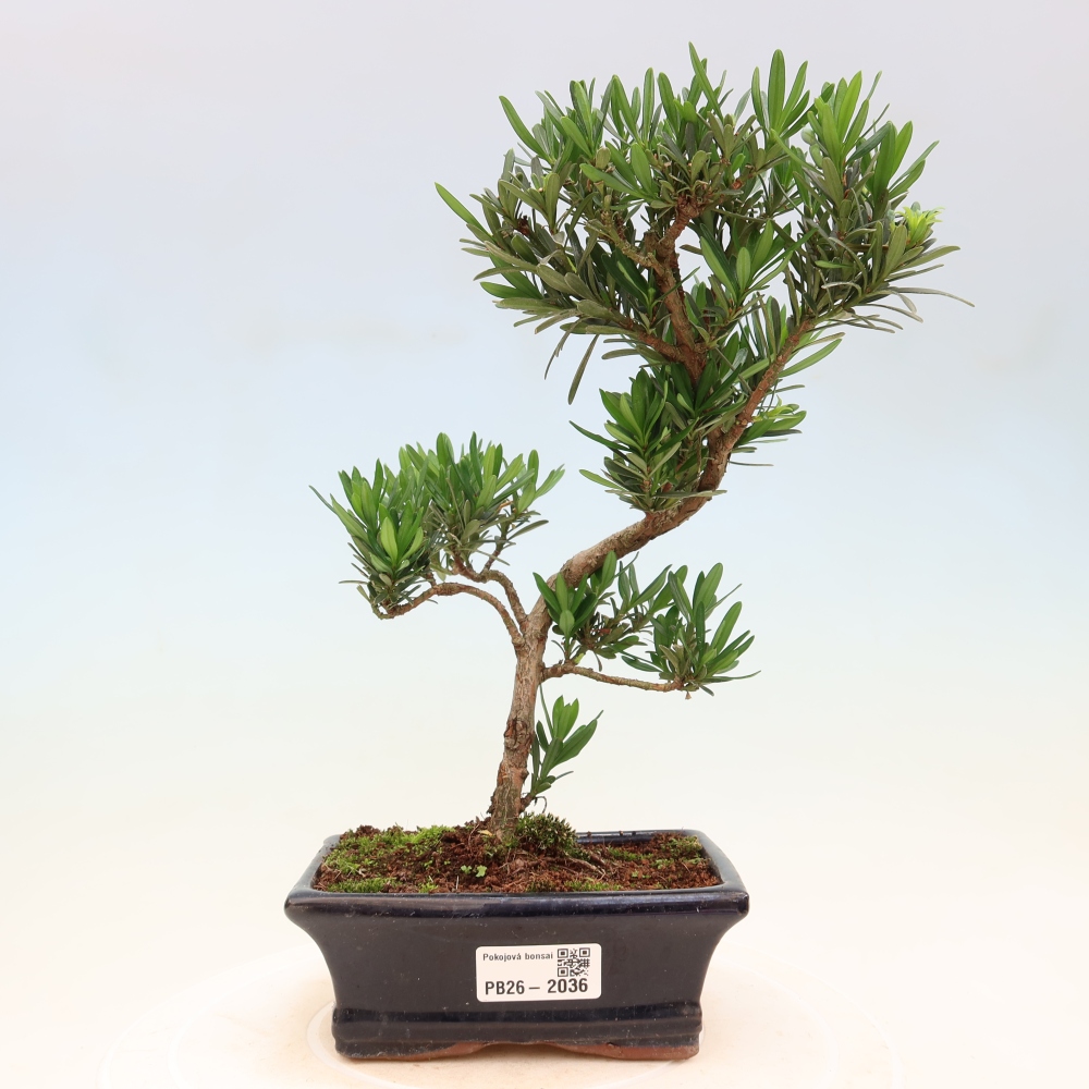 Camera bonsai - Podocarpus - Tasso delle pietre