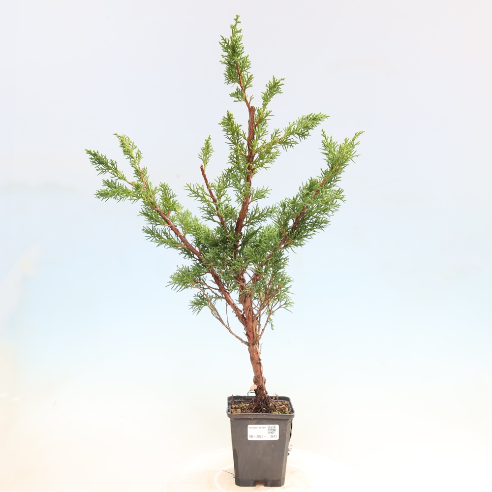 Bonsai da esterno - Juniperus chinensis Kishu