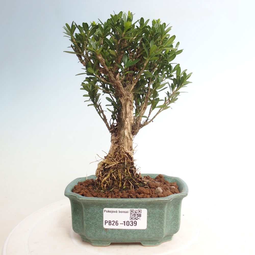 Camera bonsai - Buxus harlandii - buxus da sughero