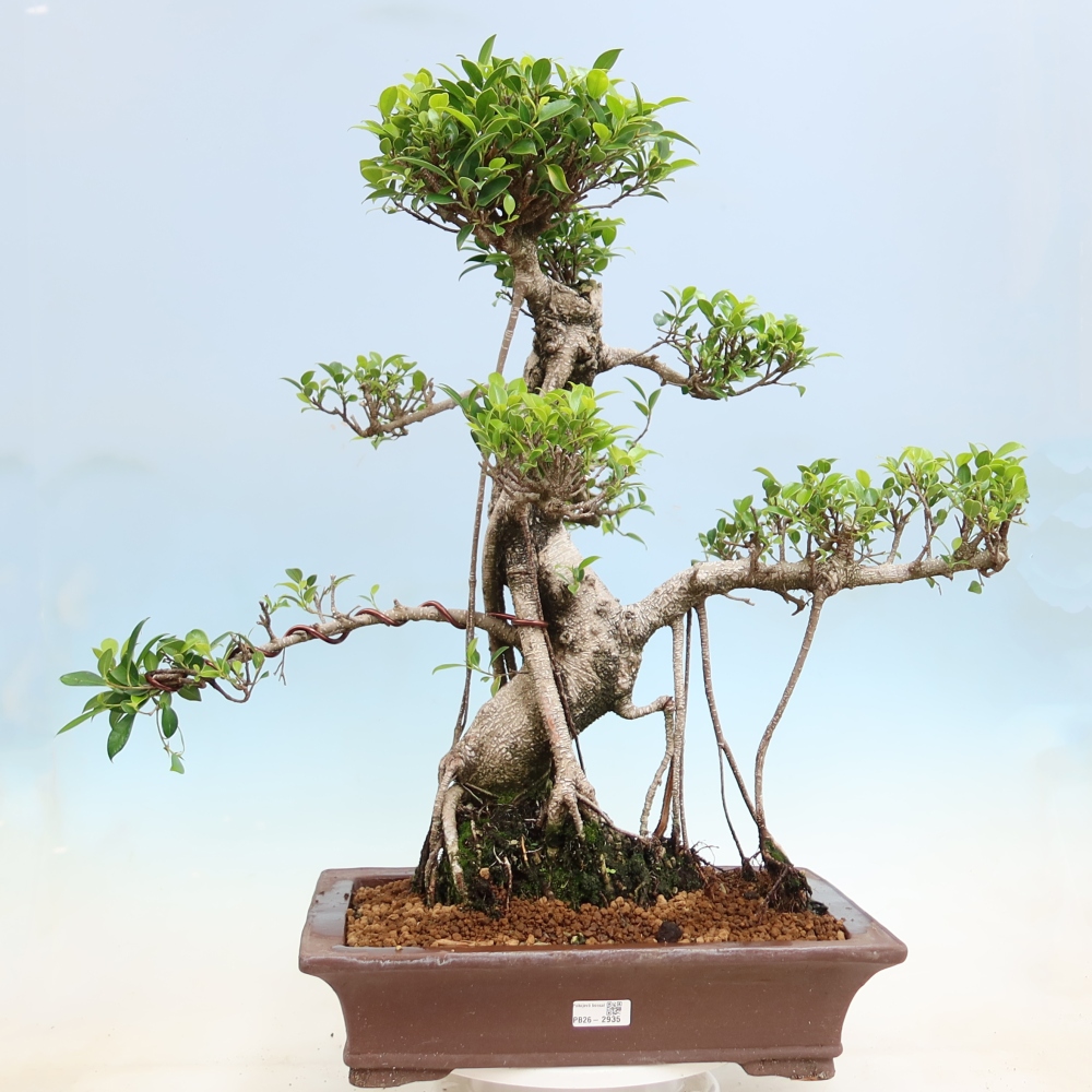 Camera bonsai - Ficus kimmen - ficus a foglie piccole