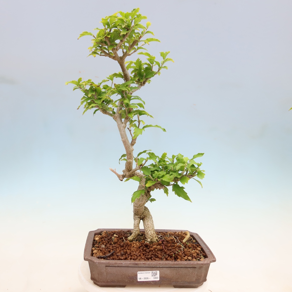 Bonsai da esterno - Hibiscus syriacus - Ibisco siriano