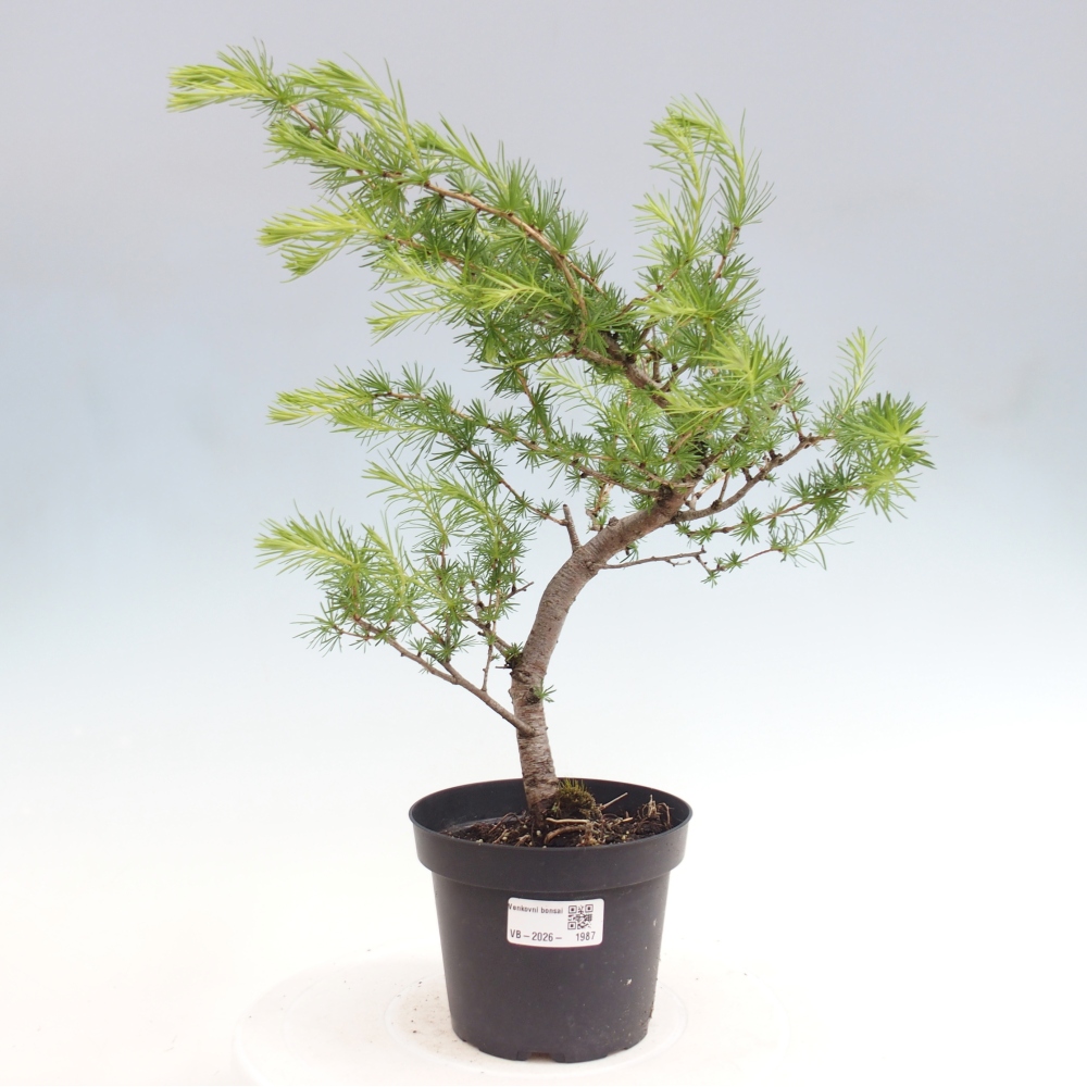 Bonsai da esterno -Larix decidua - Larice