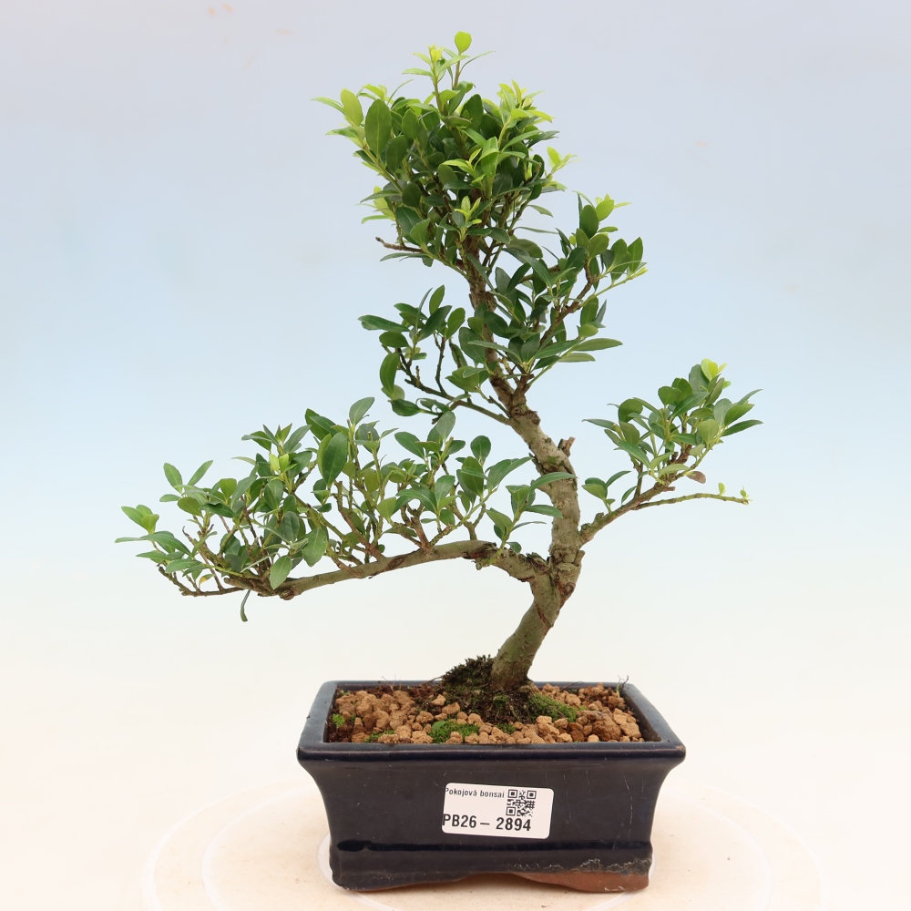 Camera bonsai - Ilex crenata - Agrifoglio
