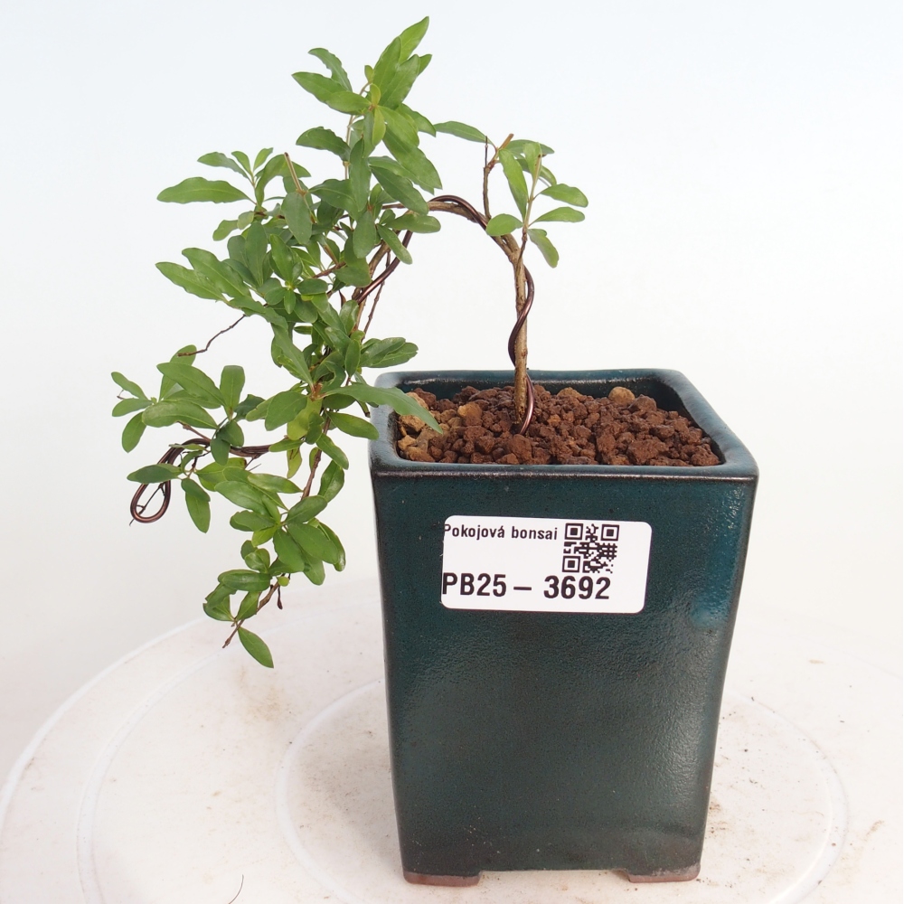 Camera bonsai-PUNICA granatum nana-Mela granata