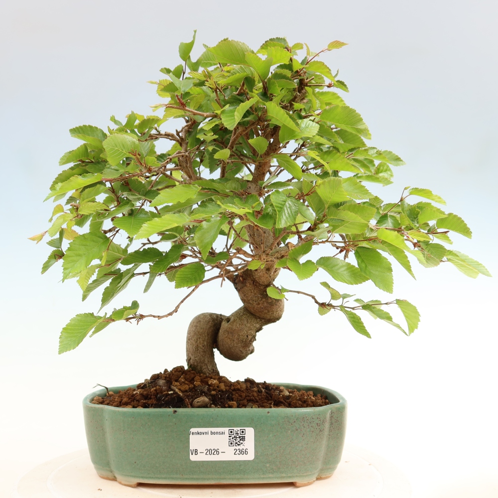 Bonsai da esterno -Carpinus Coreana - Carpino coreano