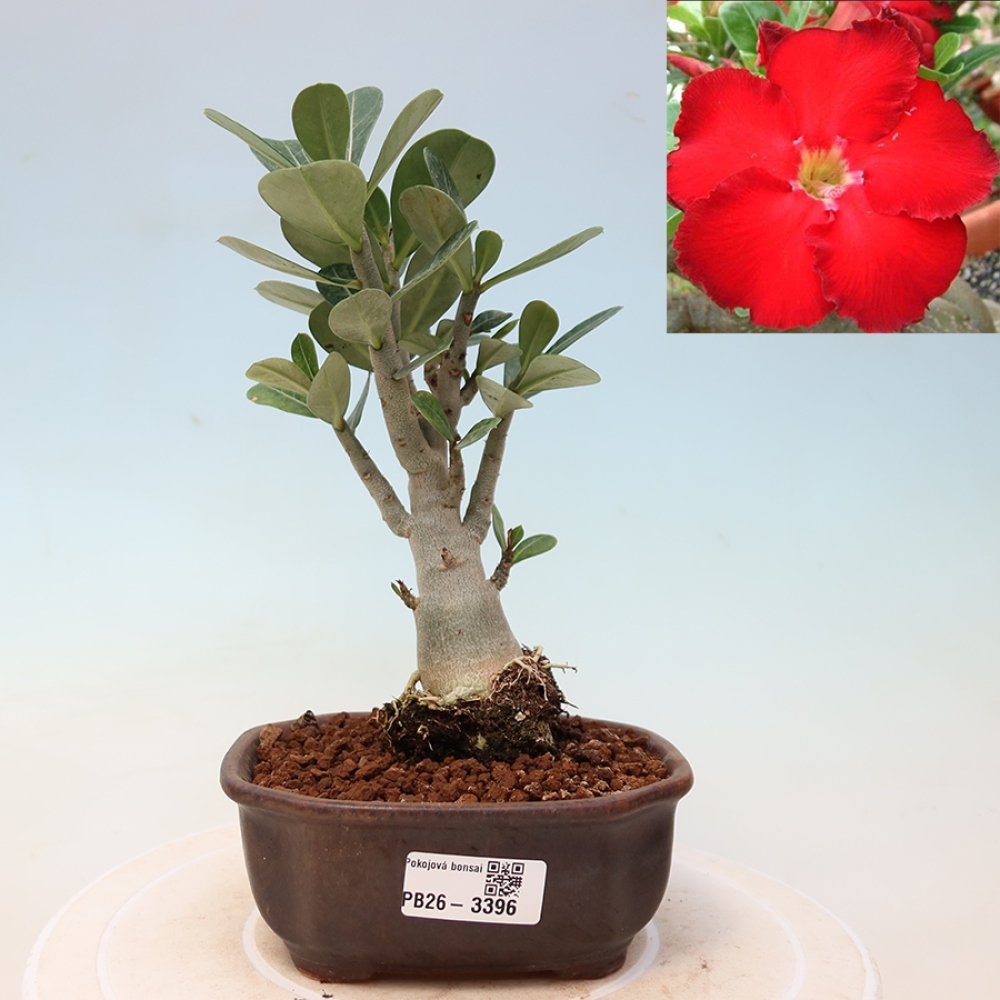 Bonsai da interno - Adenium obesum Red Star - Rosa del deserto