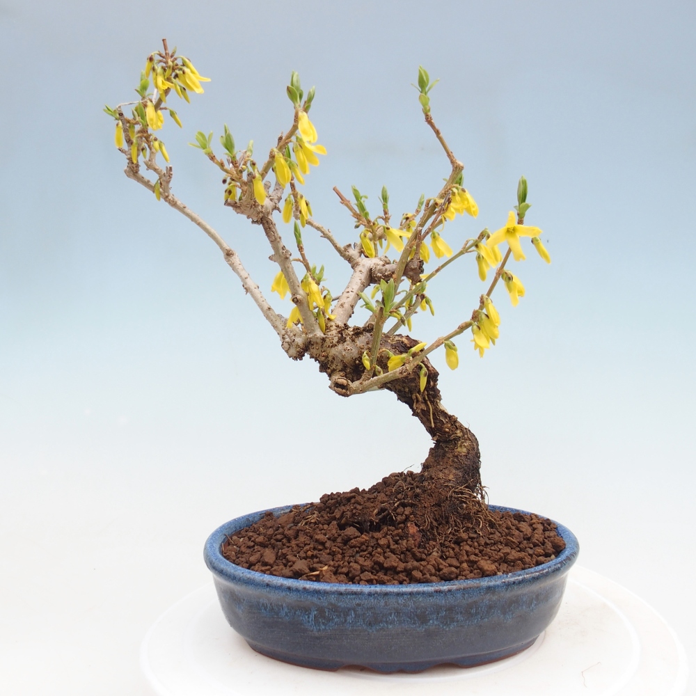 Bonsai da esterno - Zlatice - Forsythia koreana