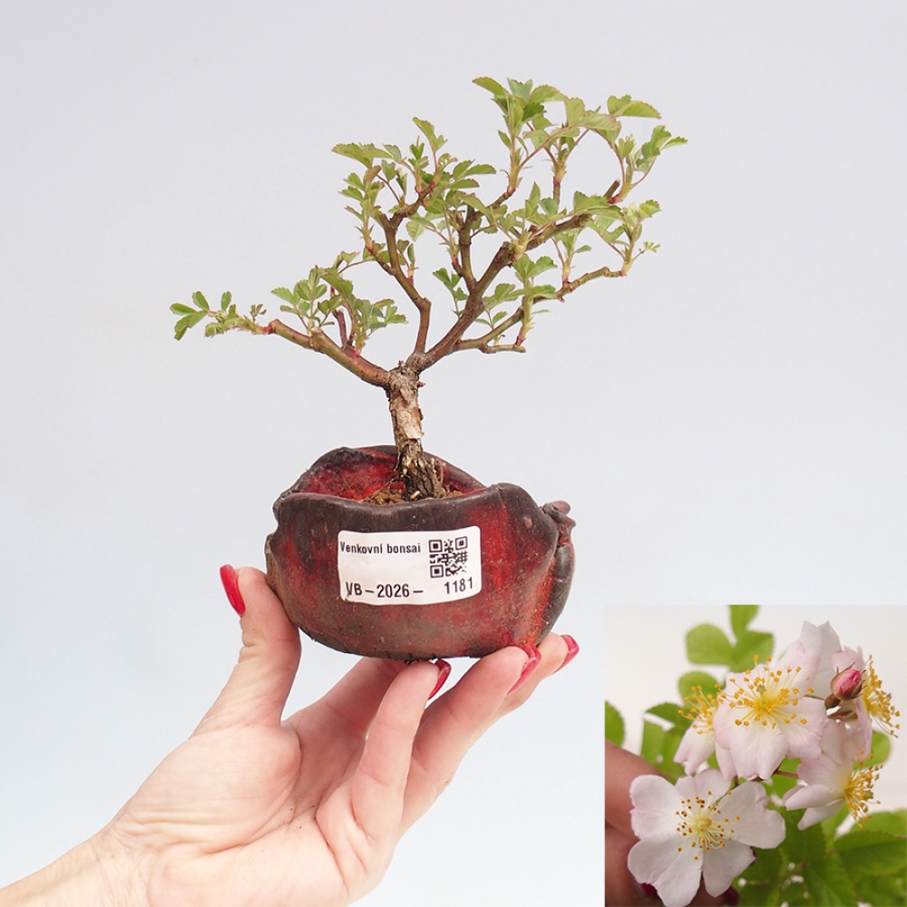 Bonsai da esterno - Rosa sp. - rosa a fiore piccolo