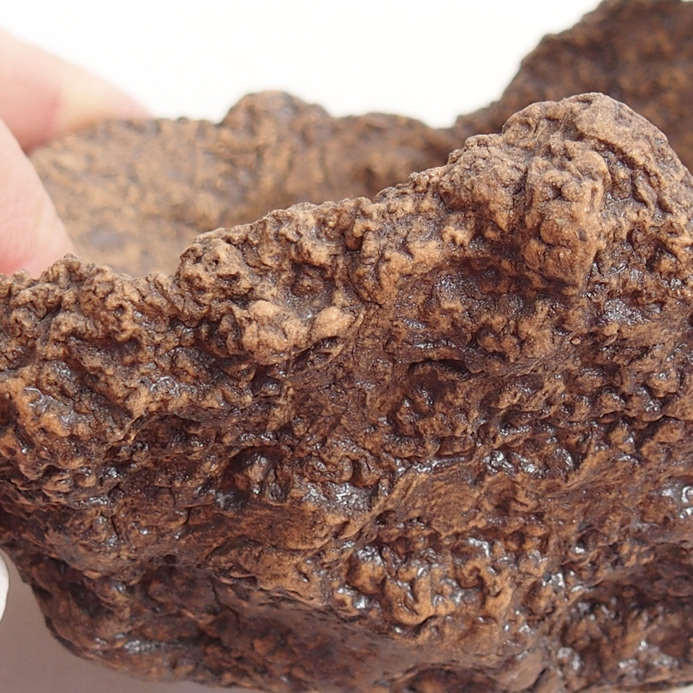 Conchiglia in ceramica 10 x 8 x 9 cm , colore marrone