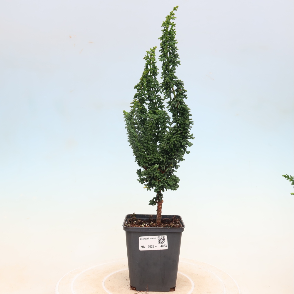 Bonsai da esterno - Cham. obtusa SEKKA HINOKI - Cipresso