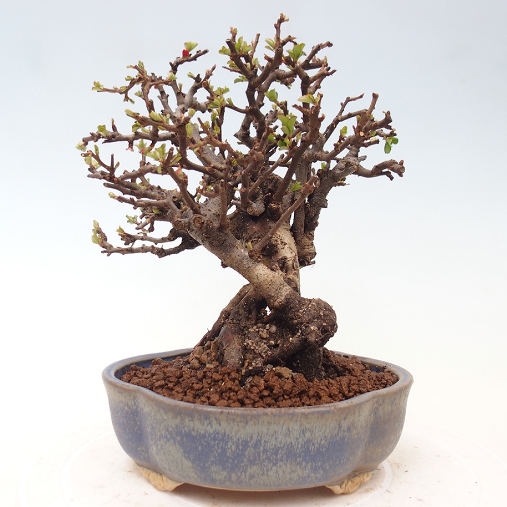 Bonsai da esterno - Chaneomeles speciosa - Cotogno