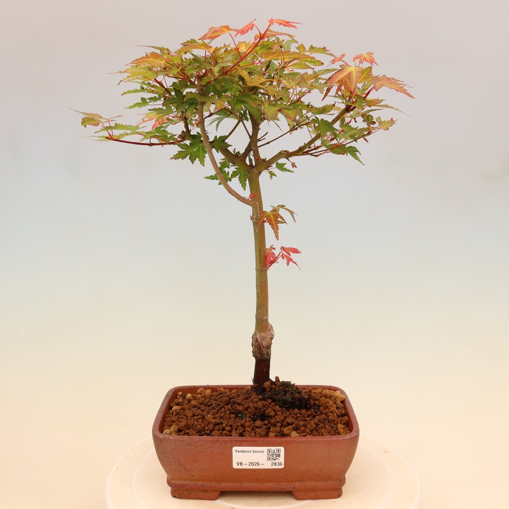 Acero norvegese - Acer palmatum Beni Tsukasa