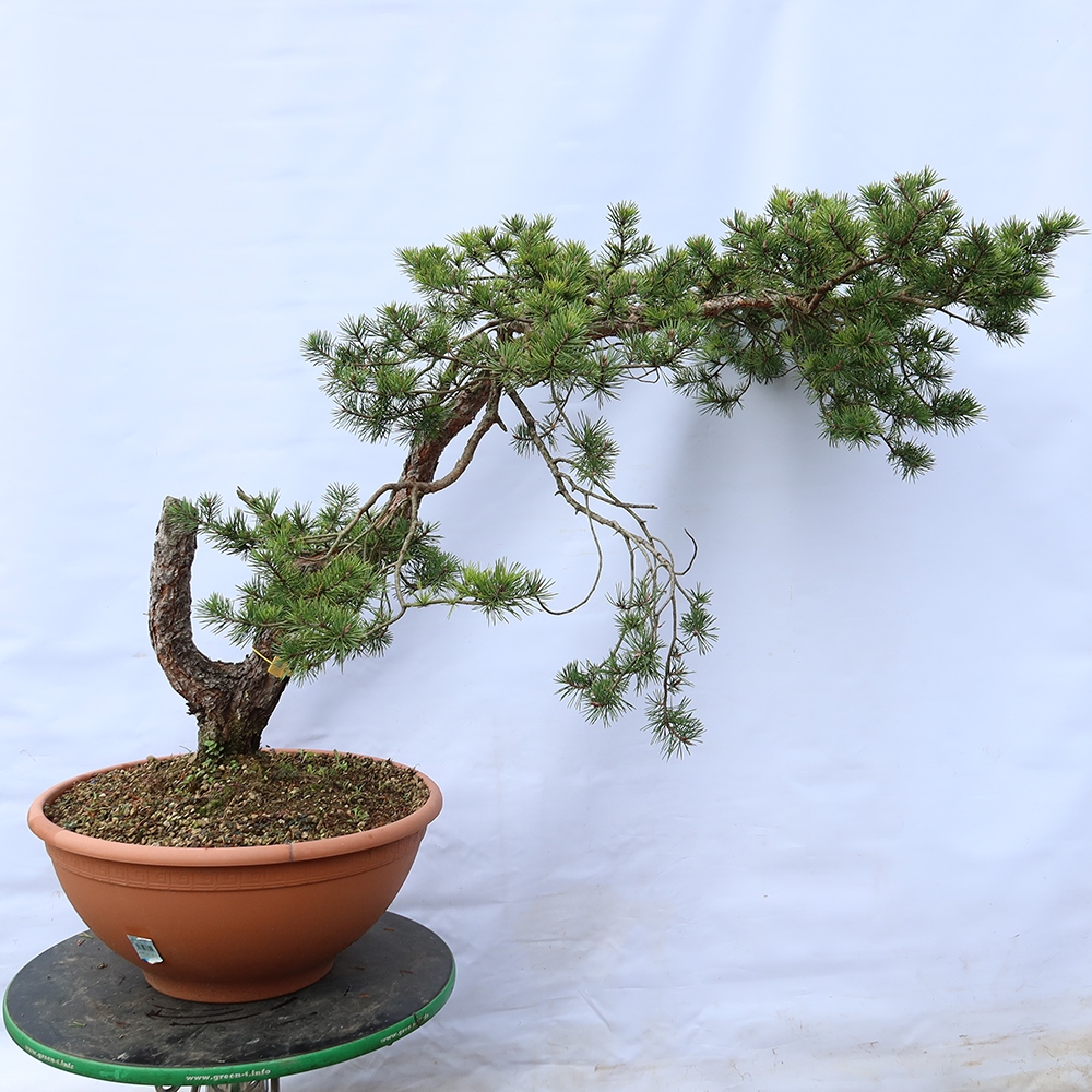 Pinus sylvestris Spagna - pino silvestre