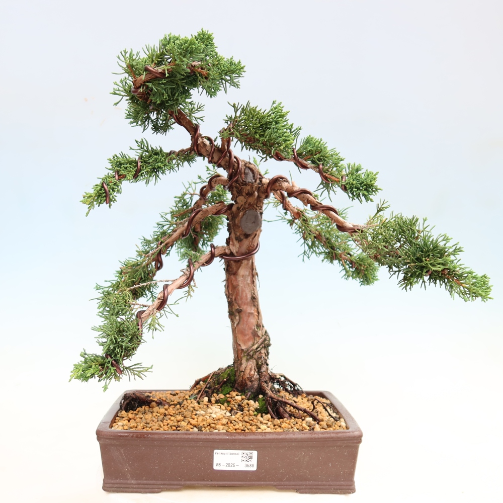 Bonsai da esterno - Juniperus chinensis Kishu