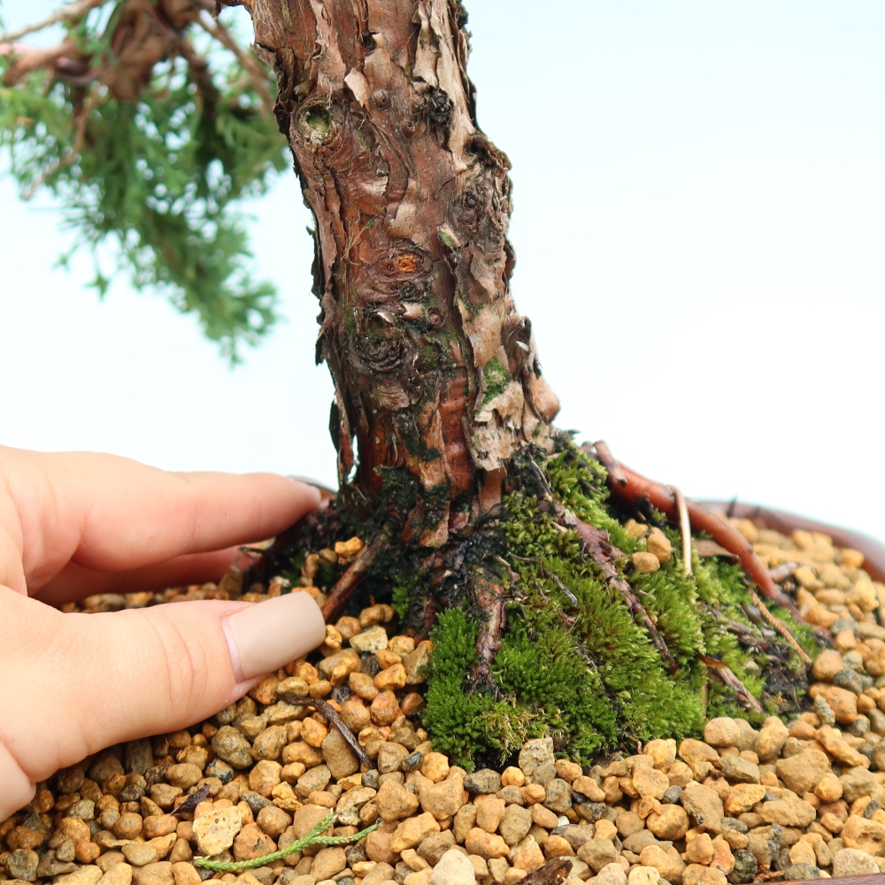 Bonsai da esterno - Juniperus chinensis Kishu