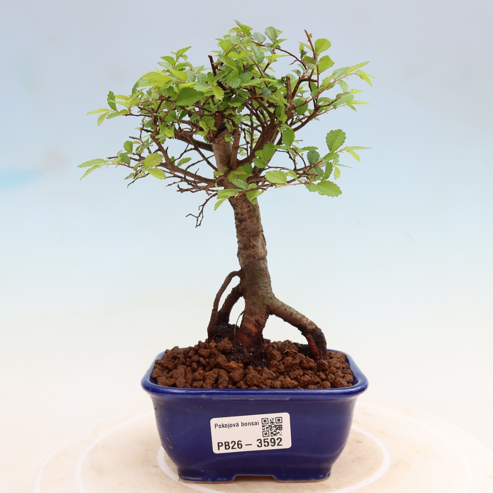 Camera bonsai - Ulmus parvifolia - Olmo a foglie piccole