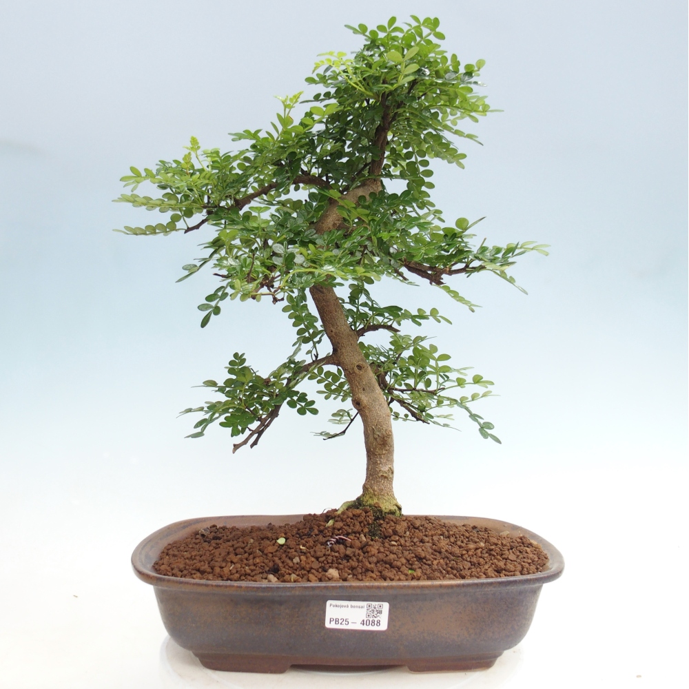 Camera bonsai - Zantoxylum piperitum - albero del pepe
