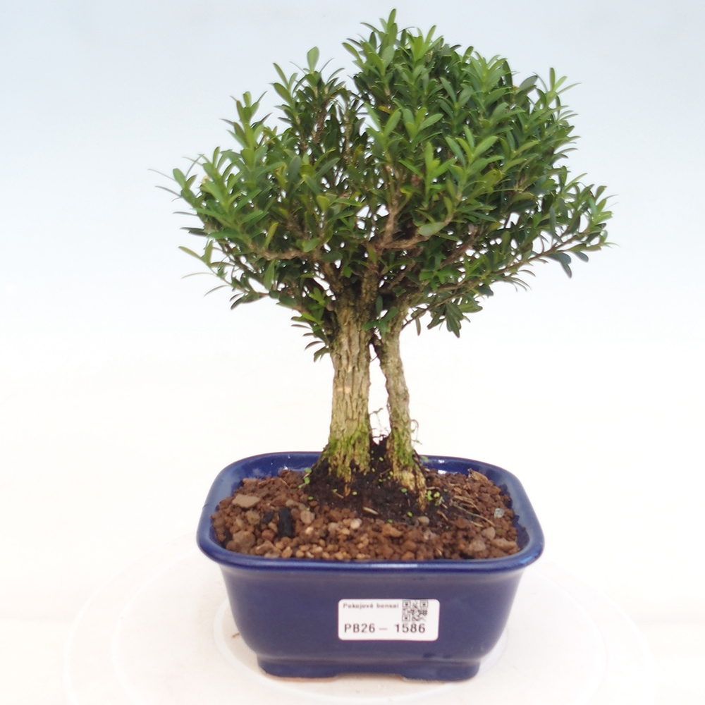 Camera bonsai - Buxus harlandii - buxus da sughero