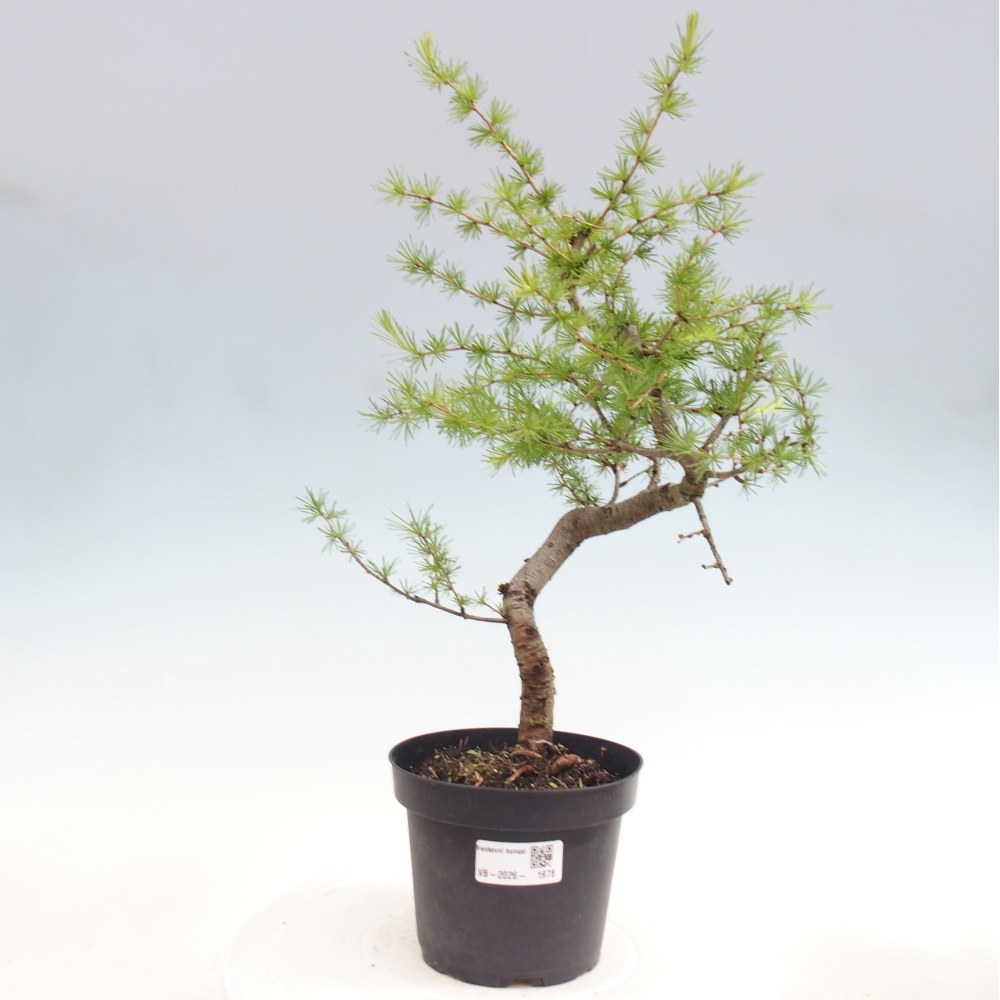 Bonsai da esterno -Larix decidua - Larice
