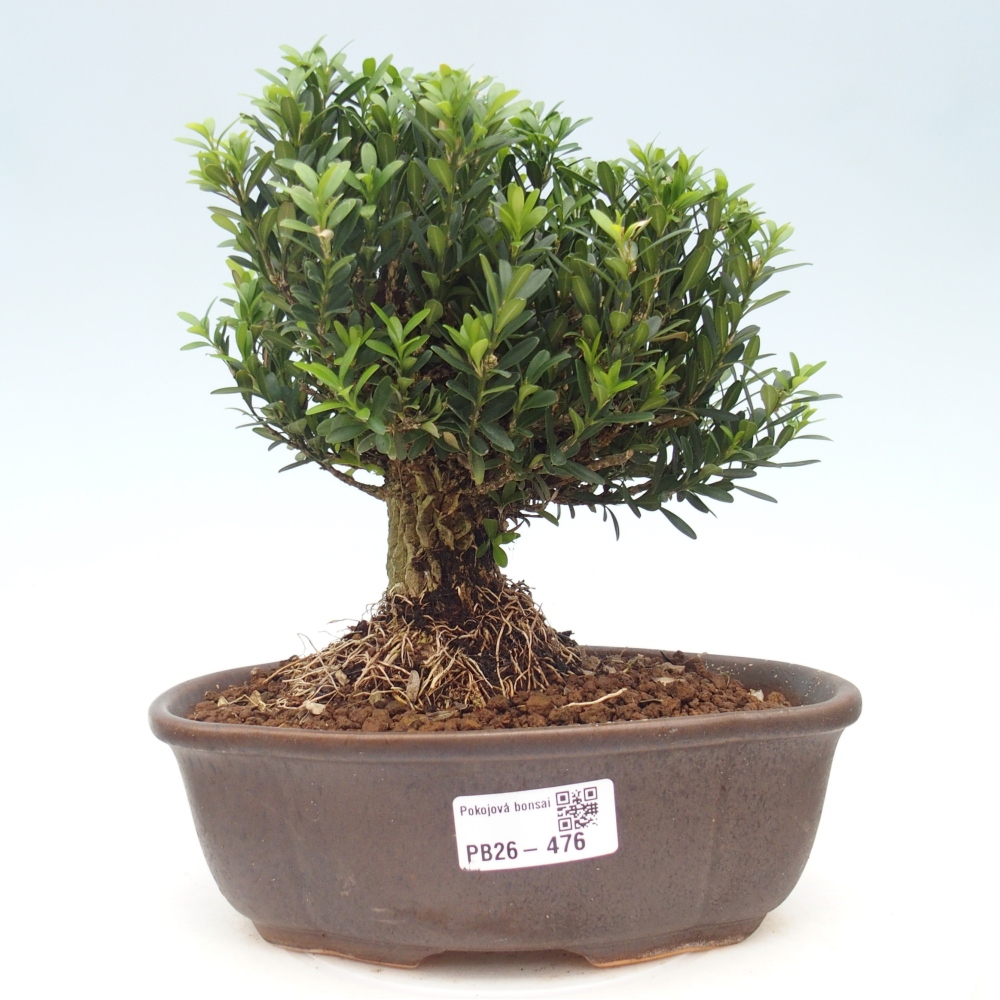 Camera bonsai - Buxus harlandii - buxus da sughero