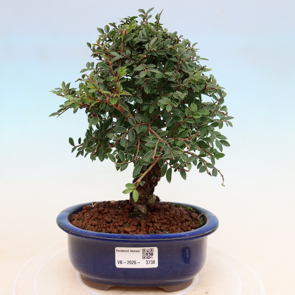Bonsai da esterno - Zelkova - Zelkova NIRE