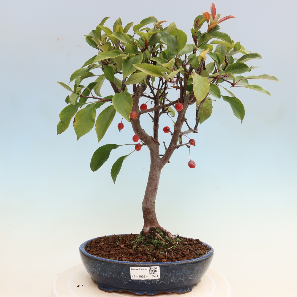 Bonsai da esterno -Malus domestica - Melo a piccoli frutti a foglie rosse